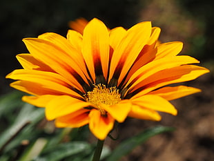 macro shot of yellow flower