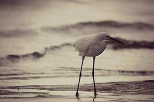 white bird near body of water