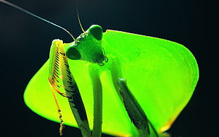 close-up photography of Praying Mantis