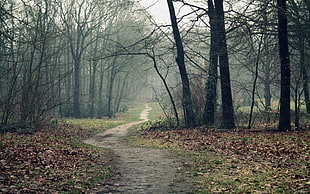 photo of pathway surrounded with leafless trees