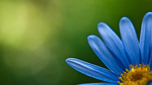scenery of blue flower
