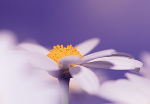 white Daisy flower in close up photography