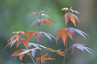 close up shot of brown leaf plant, japanese maple HD wallpaper