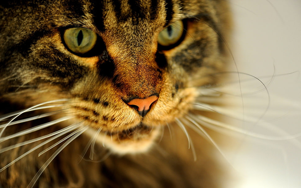 short-fur tabby cat HD wallpaper