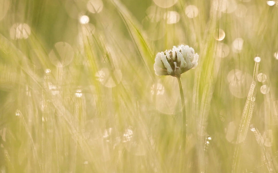 white Clover flower in bloom at daytime HD wallpaper