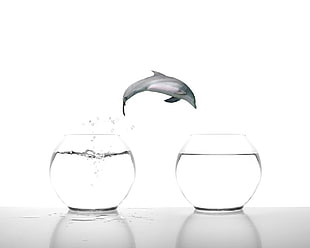 dolphin jump out of filled fishbowl into another fishbowl HD wallpaper