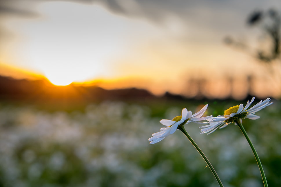 white Daisy flower in closeup photography HD wallpaper