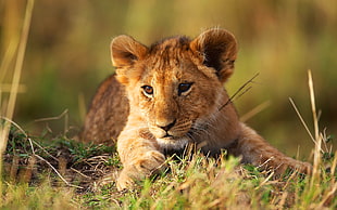 lion cab lying on grass field during daytime