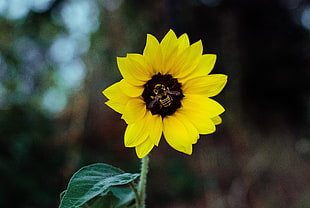 Sunflower photography with bee