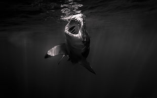 gray and white shark, shark, monochrome