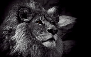 grayscale photo of lion, lion, monochrome, animals