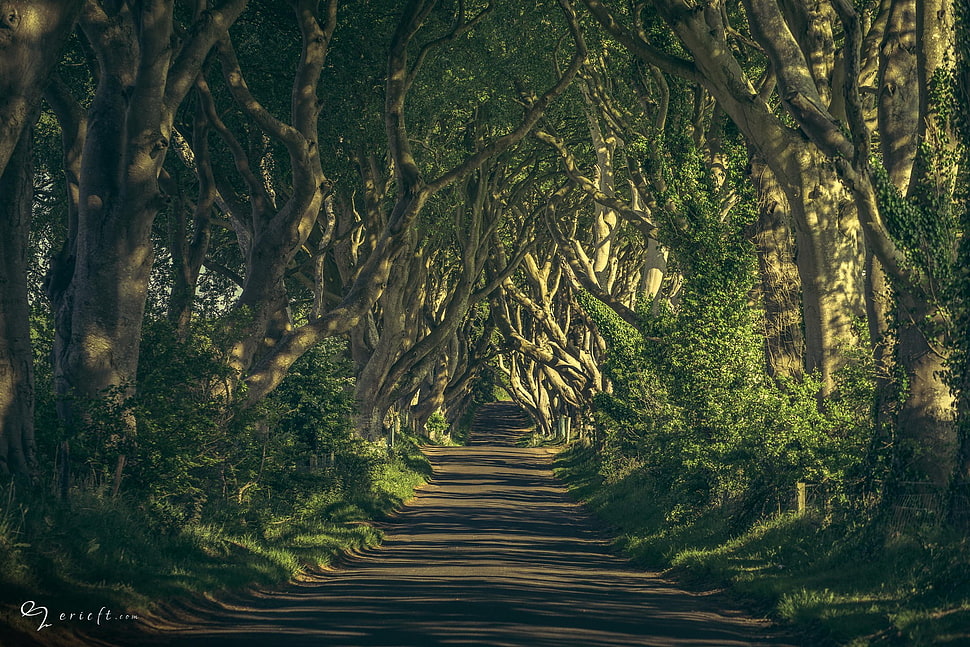 gray pathway at daytime HD wallpaper