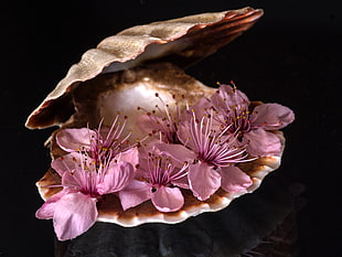 purple petaled flowers in brown shell