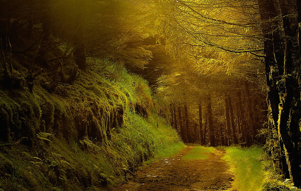 green leafed tree, nature, path, trees HD wallpaper
