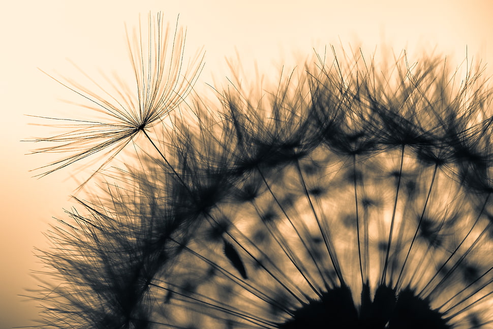silhouette and micro-photography of Dandelion HD wallpaper