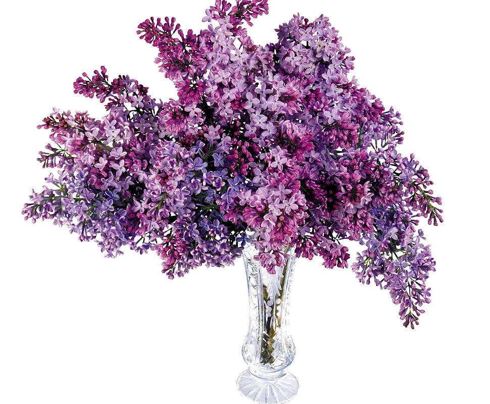 purple flower HD wallpaper