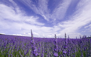 purple Lavender flower field under cloudy sky at daytime