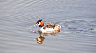 white and brown bird, great crested grebe