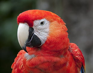 shallow focus photography of scarlet macaw