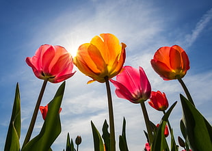 pink, red, and yellow tulips