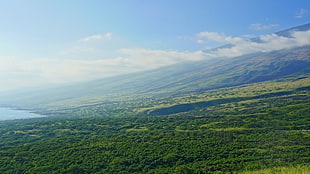 grass covered field, Hawaii, Maui, tropical forest, tropics