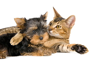 Yorkshire Terrier puppy and Tabby cat