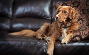 brown and black short-coated puppy, dog, couch, animals