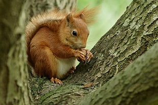 squirrel on tree HD wallpaper