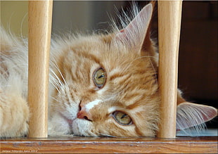 orange tabby Cat