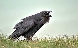 black raven, animals, birds, raven HD wallpaper