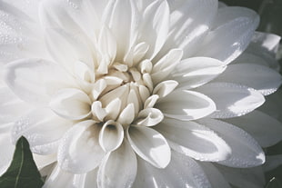selective focus photography of white Dahlia flower