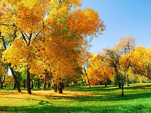 yellow leaf trees, grass, trees, clear sky HD wallpaper