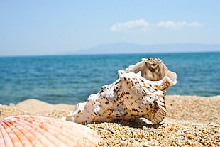white conch and clampshell on seashore HD wallpaper