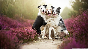 three adult white, brown, and black border collie, animals, dog, Border Collie, lavender