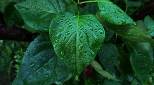 green leafed plant, water drops, leaves, photography