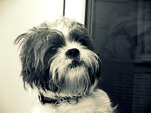 adult black and white shih tzu, dog, Shih Tzu HD wallpaper