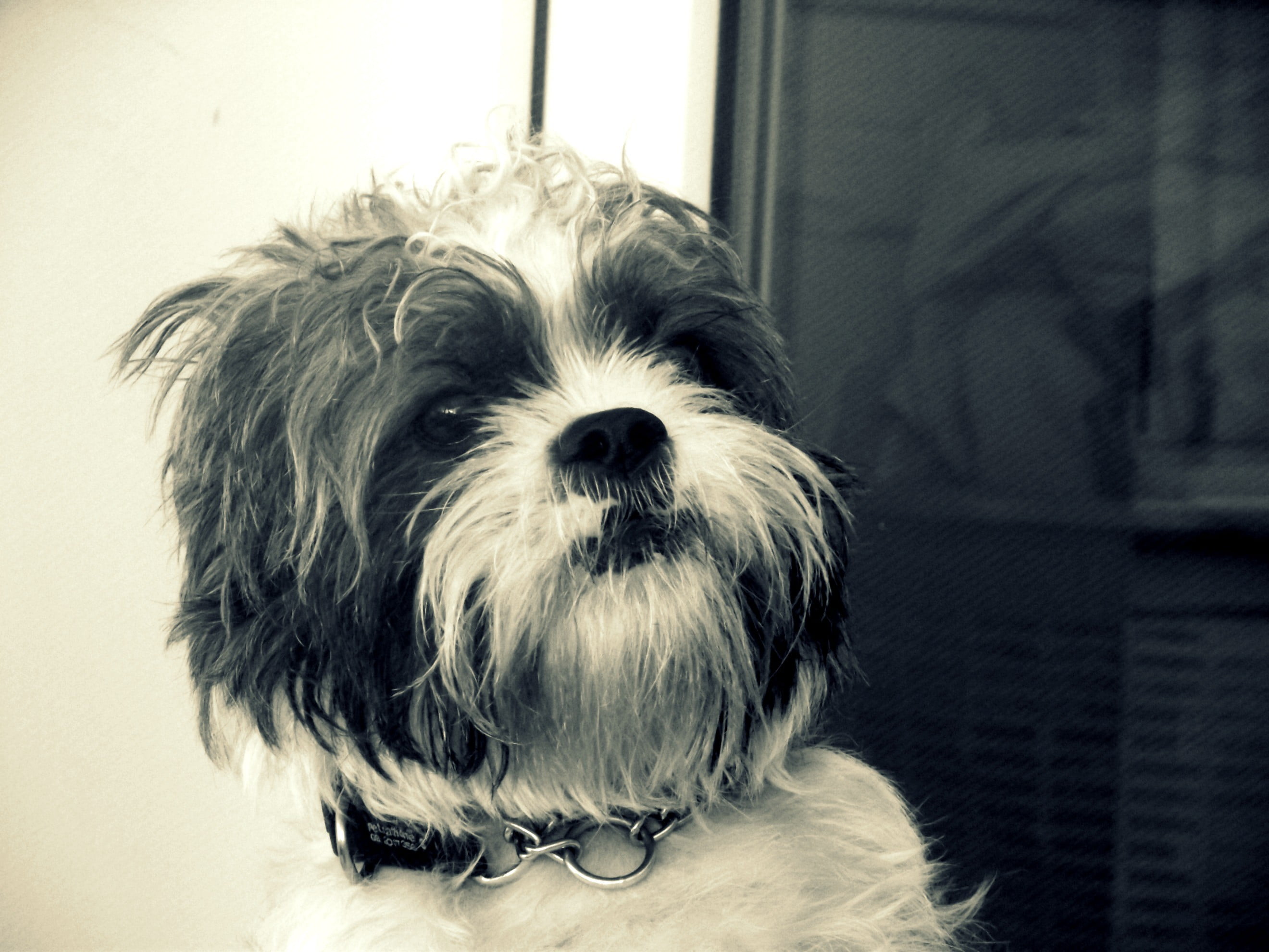 Adult Black And White Shih Tzu Dog Shih Tzu Hd Wallpaper