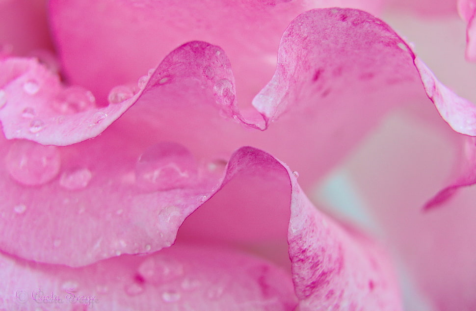 macro photography of dew on pink petaled flower HD wallpaper