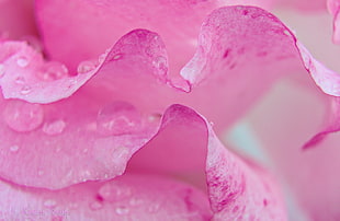 macro photography of dew on pink petaled flower
