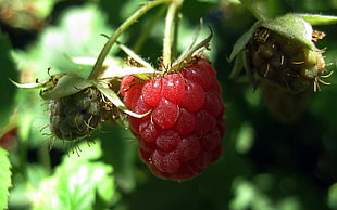 red Berry fruit