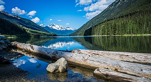 calm body of water with logs HD wallpaper