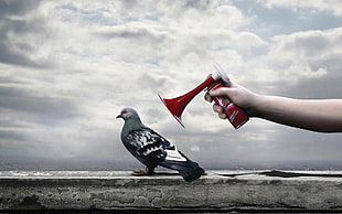 gray and white pigeon, dove, birds, humor, hands HD wallpaper