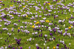 purple and white flowers, flowers, plants, crocus, spring HD wallpaper