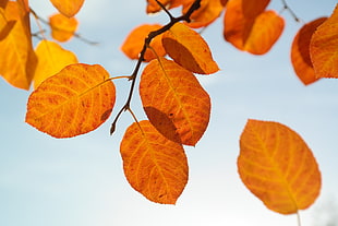 closeup photo of brown and yellow leaf tree HD wallpaper