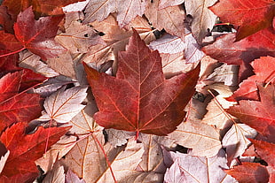 brown and red maple leafs HD wallpaper