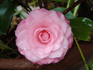 pink petaled flower, flowers