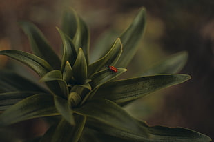 red ladybug, macro, insect, beetles, plants