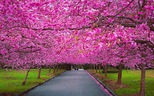 landscape photography of pink trees