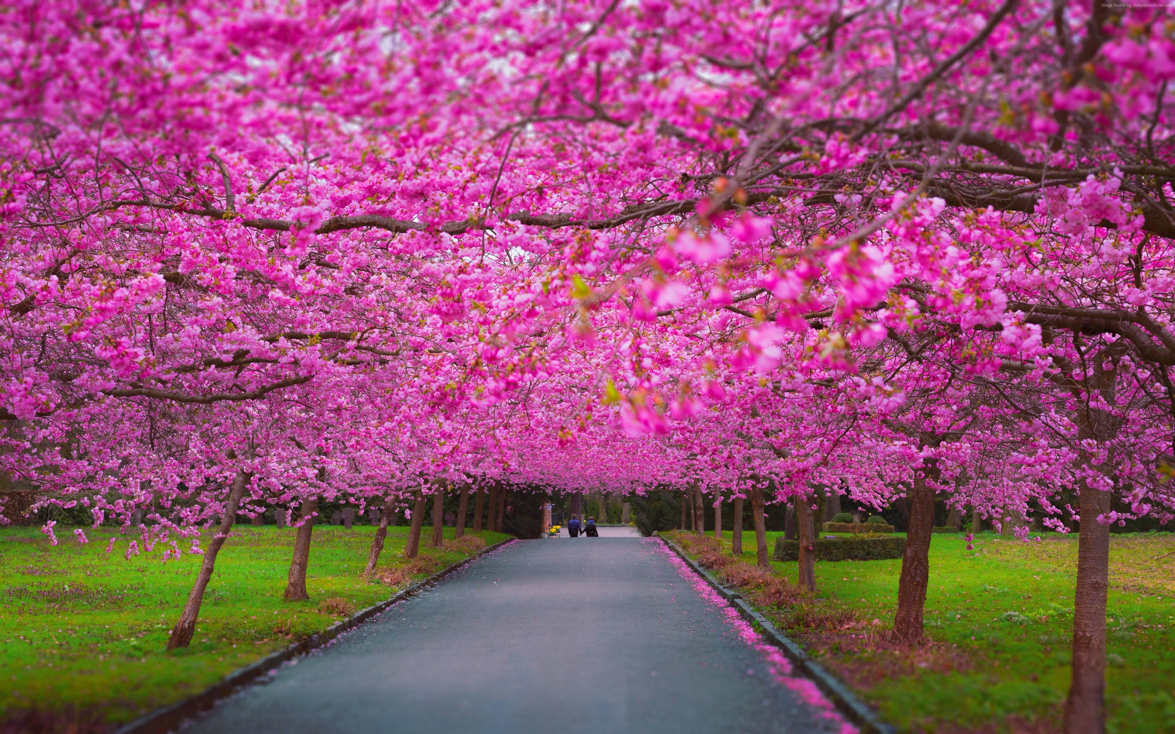 landscape photography of pink trees