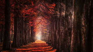 autumn trees photo HD wallpaper